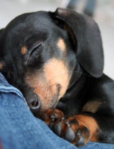 Small guest dog sleeping peacefully indoors.