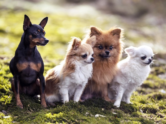 Four small guest dogs sitting calmly together in the woodland setting at Small Dog Boarding.
