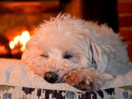 Small white dog sleeping comfortably by a fireplace.