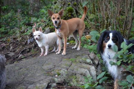 Three small dogs standing together on a rocky woodland trail.