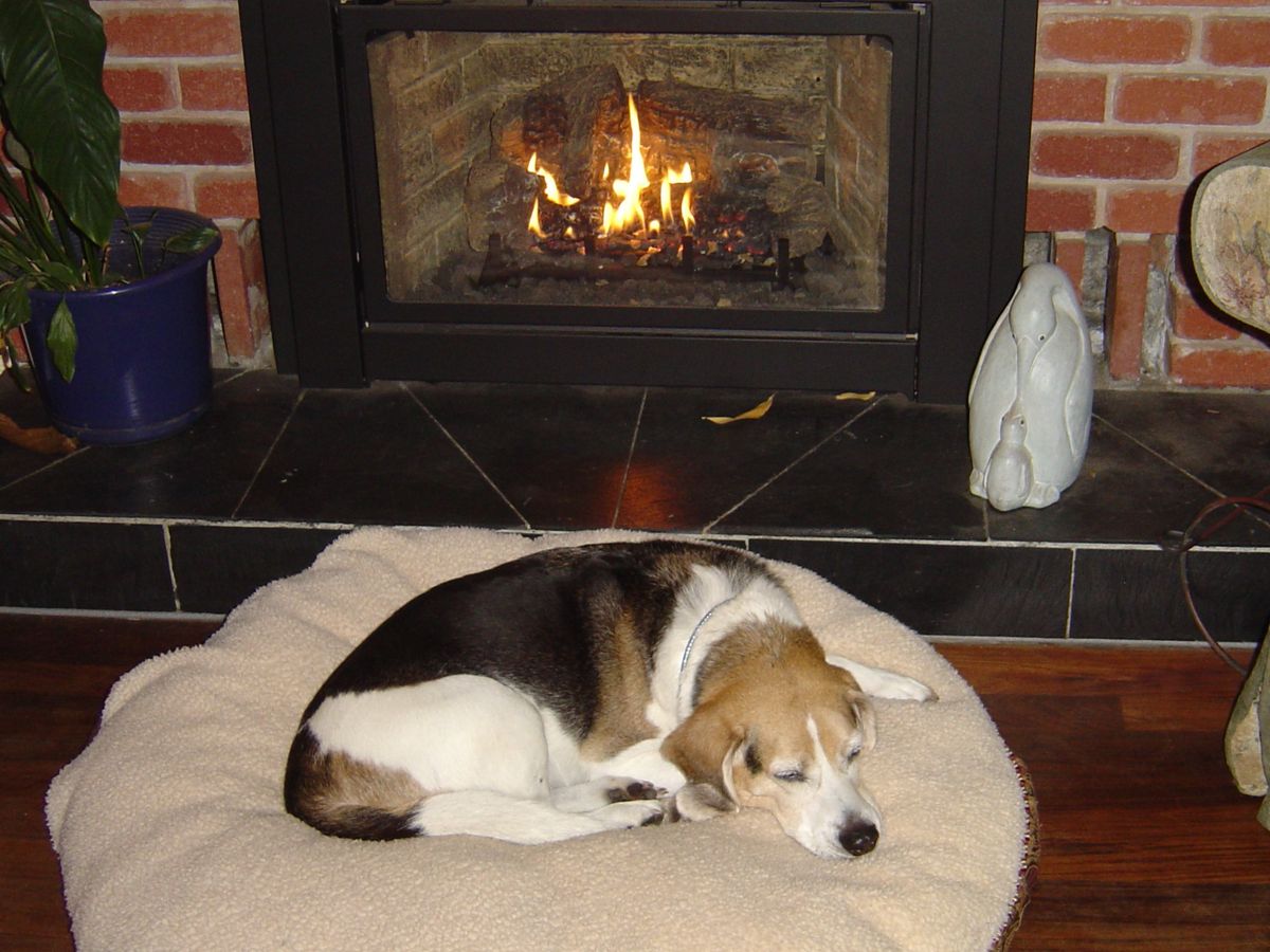 Beagle sleeping on a dog bed beside a fireplace.