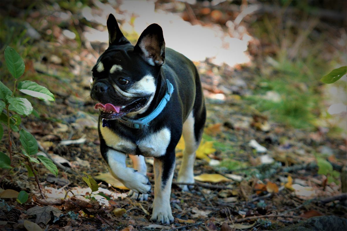 French bulldog walking and exploring the forest trail.
