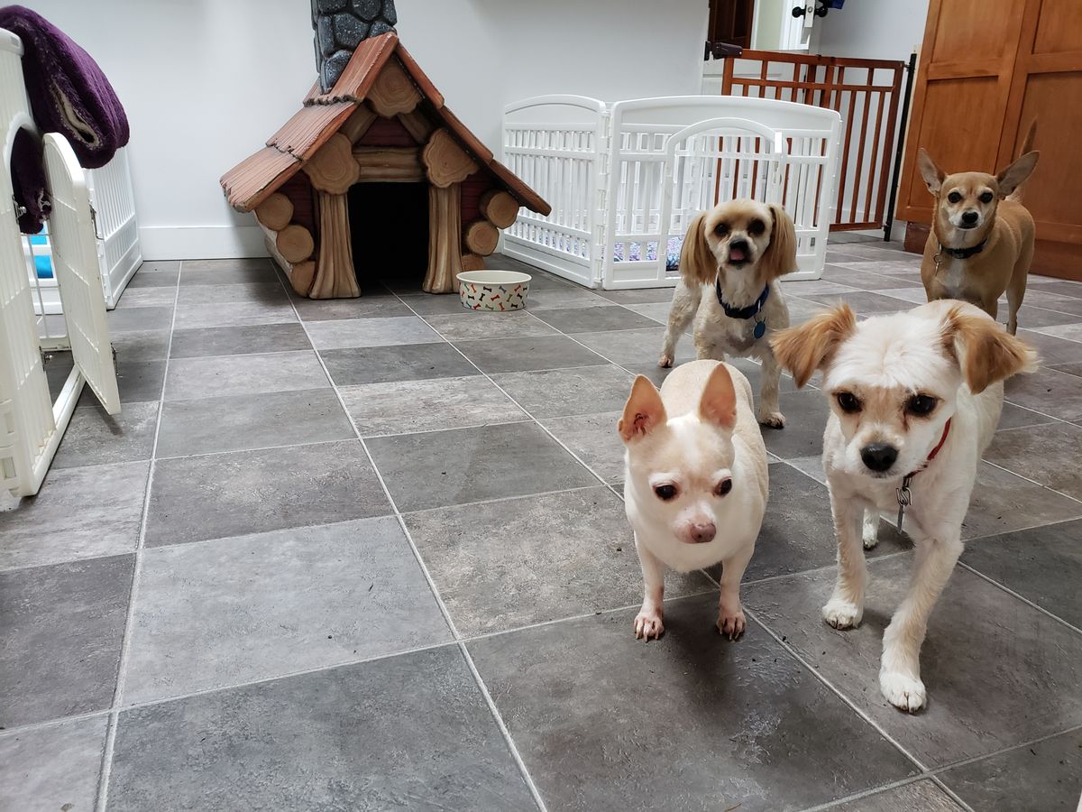 Indoor guest dog space with safety gates.