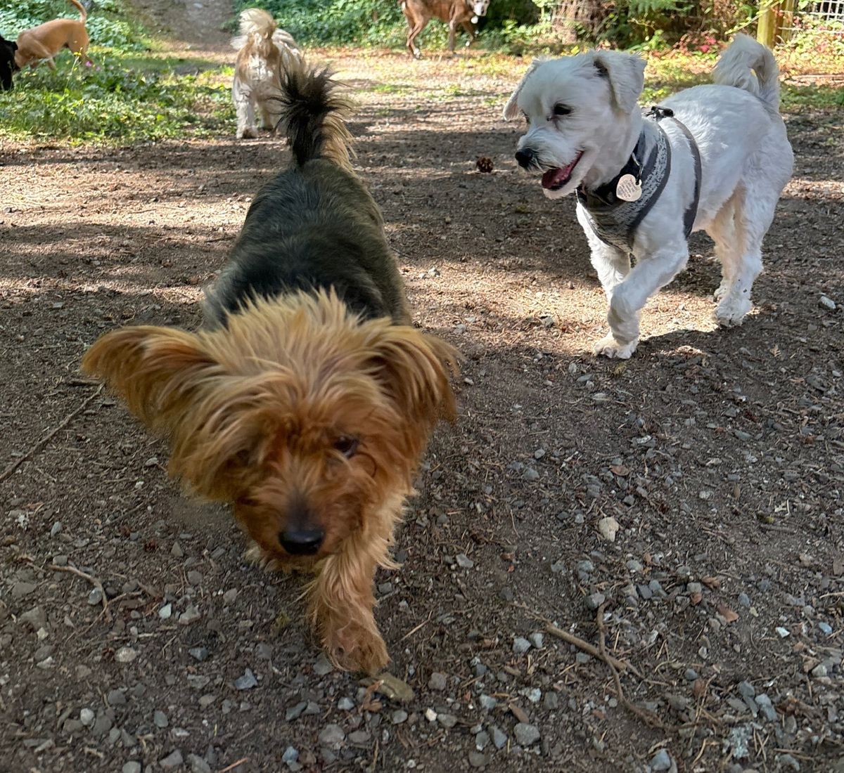 Small dogs walking and socializing together on a woodland trail.