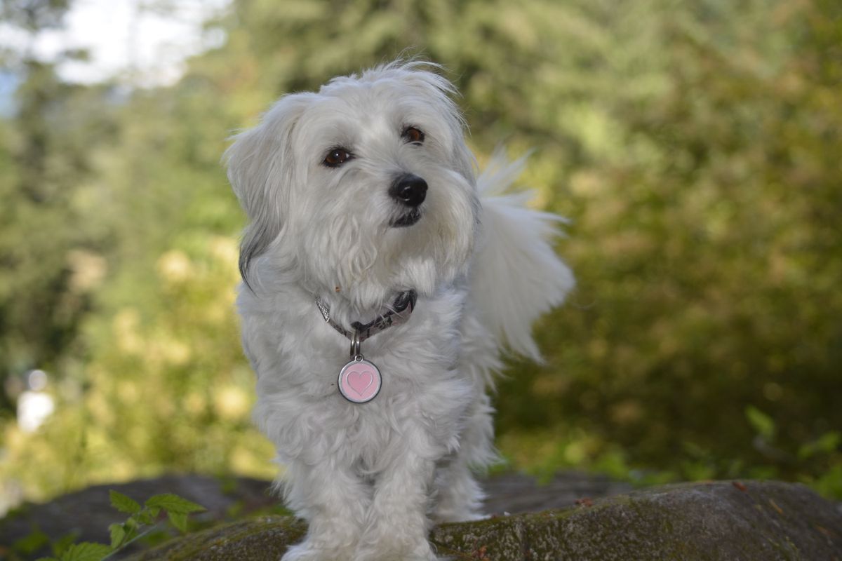 Small white dog standing on a rock in a woodland setting.