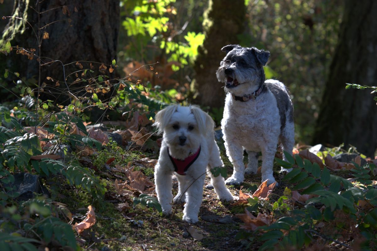 Two small dogs walking together on a shaded woodland trail.